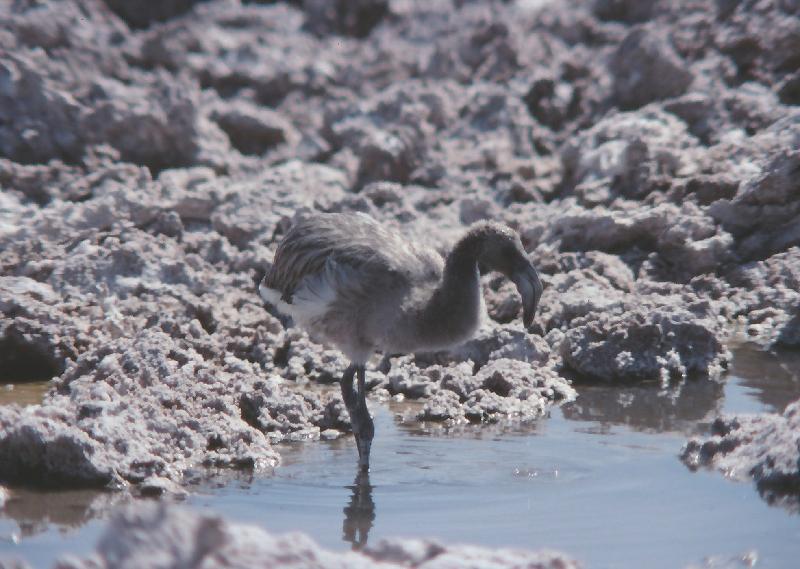 229_Salar de Atacama 